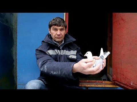 Видео: Спортивные голуби - система.