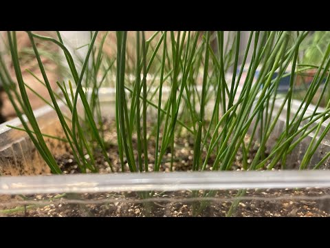 Видео: ВАЖНЫЕ ПОДКОРМКИ ДЛЯ РАССАДЫ ЛУКА, СТРИЖКА И УХОД!