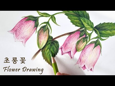 Видео: [Полное видео] Колокольчик Ангела, цветущий среди колокольчиков | Рисунок цветов