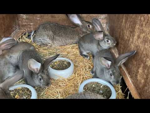 Видео: Долгожданный переезд, Ризены ,Фландо