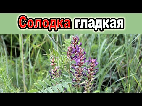 Видео: Польза для здоровья от солодки
