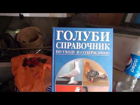 Видео: Голубевод Часовщик дает голубей на полигон.