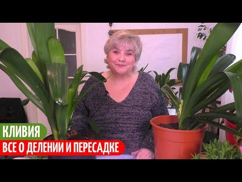 Видео: Деление и Пересадка КЛИВИИ - ПОДРОБНЫЙ ОБЗОР. Мои цветы. Мой опыт.