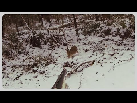 Видео: Охота на зайца 28.10.2023