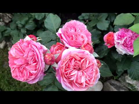 Видео: Работы в розарии во второй половине сентября. Лучшие сорта роз в моем саду.