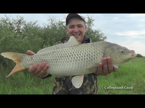 Видео: ОГРОМНЫЙ САЗАН!!! Как будто МЫ не ловили таких САЗАНОВ!!! Рыбалка
