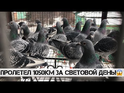 Видео: Спортивные голуби г. Селидово. В гостях у Баркова А.А. (0506461702)