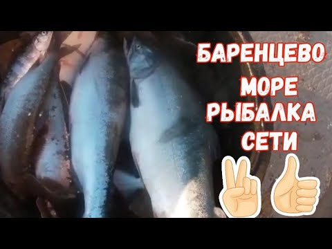 Видео: БАРЕНЦЕВО МОРЕ.  РЫБАЛКА СЕТЯМИ.