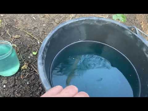 Видео: Обеспечим стремительный рост вегетирующих саженцев винограда! Первая подкормка, чем, когда, доза