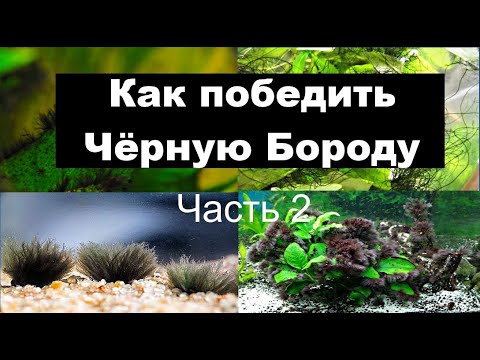 Видео: Как победить Чёрную Бороду Часть 2