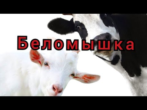 Видео: Беломышечная болезнь у молодняка/причины и профилактика