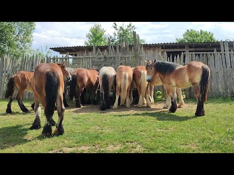 Видео: ТАБУН БЕЛЬГІЙСЬКИХ ВАГОВОЗІВ, ПРИВЕЗЕНИЙ З НІДЕРЛАНДІВ НА ПРОДАЖУ