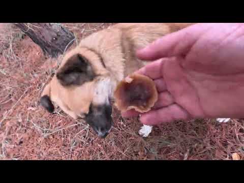 Видео: Лісовий похід з преміальними грибами. Листопад.