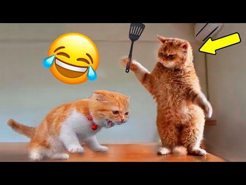 Видео: 😂 16 Минут ОТБОРНЫХ ПРИКОЛОВ С ЖИВОТНЫМИ 2025 года! Смешные видео. Лучшие ПРИКОЛЫ КОТЫ И СОБАКИ!