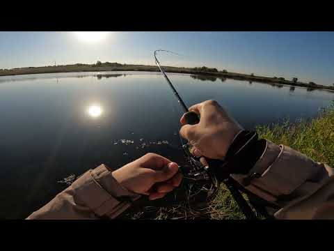 Видео: Ловля щуки и окуня / YAMAGA BLANKS BLUECURRENT 73 All-range TZ/NANO Professor/ ЧАСТЬ 2