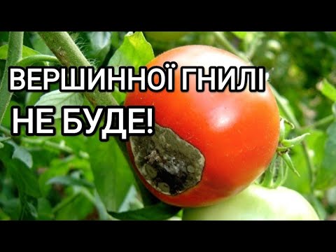 Видео: Вершинна гниль на  помідорах.  Лікування - підживлення томатів
