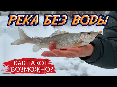 Видео: В РЕКЕ НЕТ ВОДЫ… А ХАРИУС ЕСТЬ! Зимняя сказка
