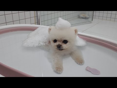 Видео: Собака, обожающая ванные процедуры, отказывается купаться! В чём же дело?