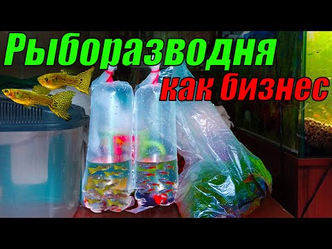 Видео: Рыборазводня как бизнес! Заказы идут один за одним!