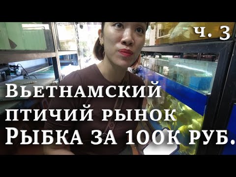 Видео: Вьетнамский рынок. Аравана за 100к. Морской аквариум  часть 3