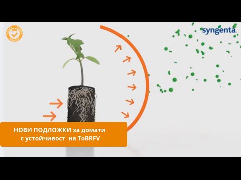 Видео: Защо е важно да използваме Подложки за Домати с устойчивост на ТоBRFV.