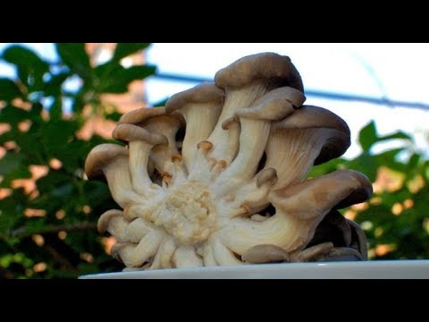 Видео: Растим вешенки 2 часть  Первые результаты