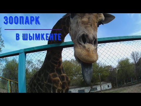 Видео: Зоопарк в Шымкенте