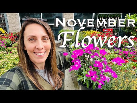 Видео: Лучшие цветы для посадки в ноябре!