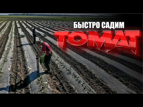 Видео: садим ПОМИДОР в открытый грунт 2022