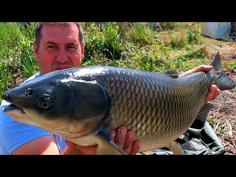 Видео: За 4 часа клюнуло 6  АМУРОВ, выход стаи на прикормку! Рыбалка с ночевкой.