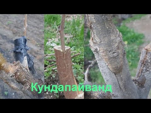 Видео: Пайванди дарахт кундапайванд