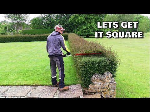 Видео: УДИВИТЕЛЬНОЕ восстановление живой изгороди, обрезка разросшейся ФОРМАЛЬНОЙ ИЗГОТОВИТЕЛЬНОЙ ИЗГОТО...