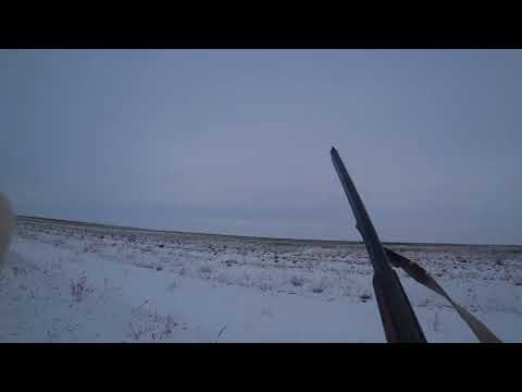 Видео: Охота на зайца. Тропил старого спортсмена. Сезон 2023-2024 №174