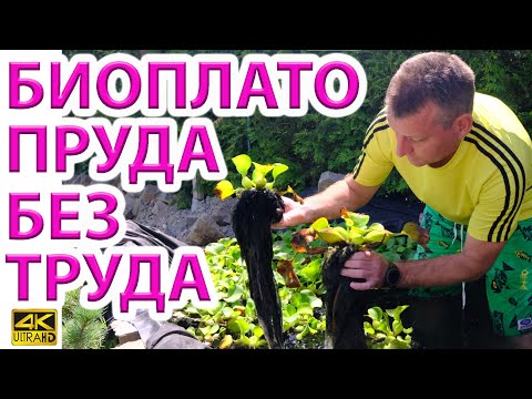 Видео: Биоплато пруда из гиацинта + водоросль хлорелла