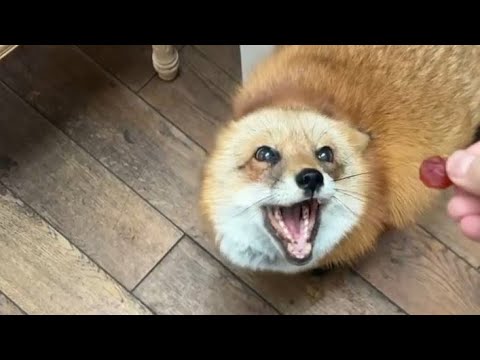 Видео: Алиса - лиса. Никак не отстанут от моего стейка #лисяо #животные #милота #собака #лиса #fox