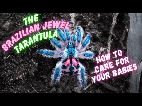 Видео: Бразильский драгоценный тарантул — насколько прост уход за ним? Узнайте сами!