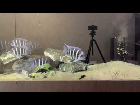 Видео: Кормление сухим кормом NorthFin Jumbo Fish