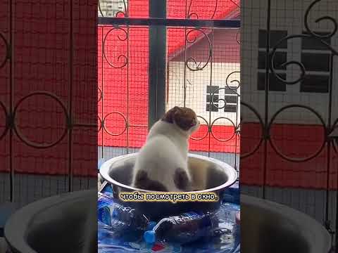 Видео: Для себя я выбираю лучшее #смешно #юмор #кошки #cat #animals #кот #смешныекошки