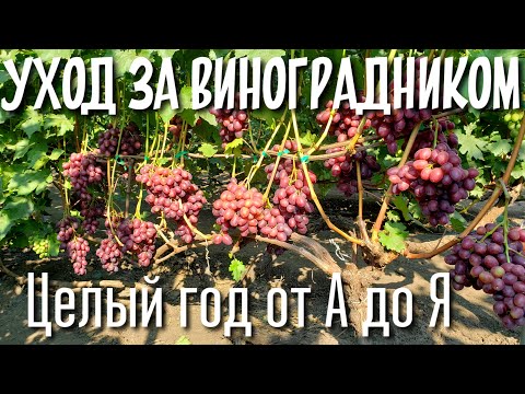 Видео: Сборник ВСЕХ работ на винограднике за год.Шпалера, подвязка, пасынкование, чеканка,обрезка и другое