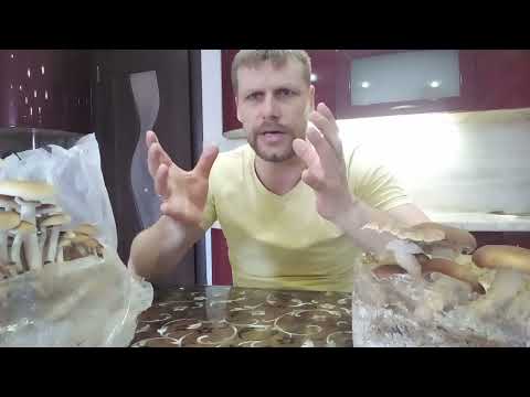 Видео: Колпак.СО-2 Да или Нет ?