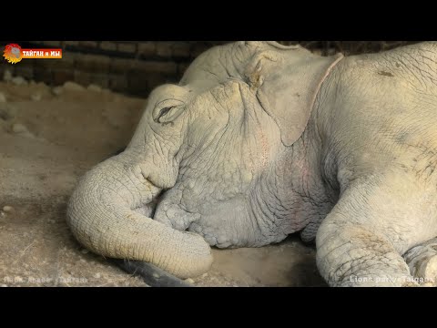 Видео: Видели, как СЛОН СПИТ? Ложится и просыпается! Тайган How the ELEPHANT SLEEPS, lies down and wakes up