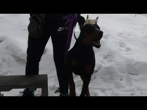 Видео: ДТ - 305. Лающий доберман: итоги методики ПП