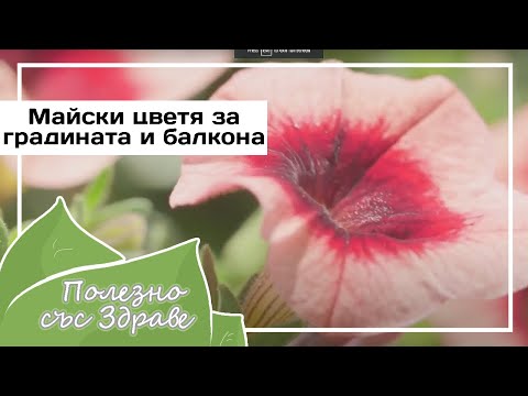 Видео: Майские цветы для сада и балкона