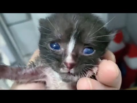 Видео: Крошечная жизнь, оставленная матерью, — я так и не смог ее спасти...