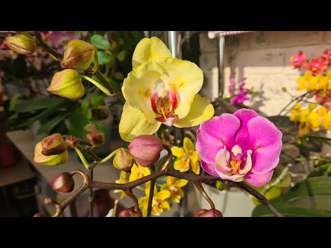 Видео: Новые роспуски орхидей продолжаются🥳 И какие красивые!💯 #орхидея Тайсуко Анна🦋 это любовь💗