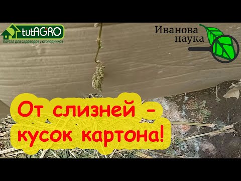 Видео: ОТ СЛИЗНЕЙ ПОМОЖЕТ... КУСОК КАРТОНА! Все очень просто и доступно.