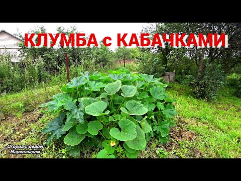 Видео: Удобный способ посадки кабачков и тыкв. Как сделать такую клумбу.