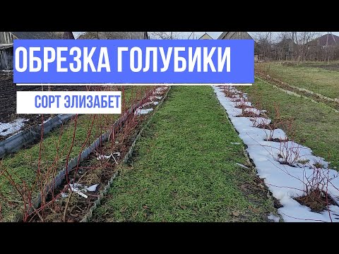 Видео: Обрезка голубики. Формировка куста. Сорт Элизабет.