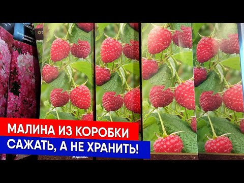 Видео: Малина из коробки - Сажать, а не хранить!