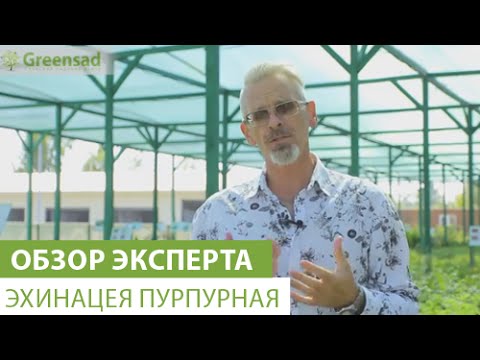 Видео: Эхинацея пурпурная